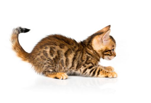 Bengal kitten with reflection on white background