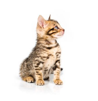 Bengal kitten with reflection on white background