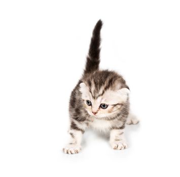 Scottish Fold kitten with reflection on white background