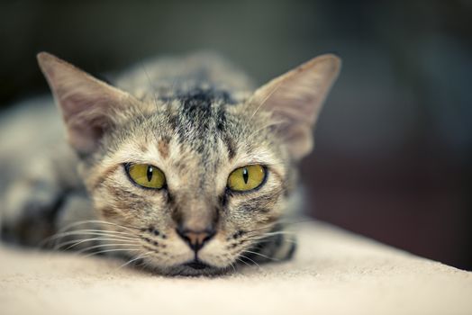 A stray cat walking on a wall