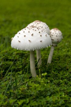 A large mushroom grown on top of grass after a rain