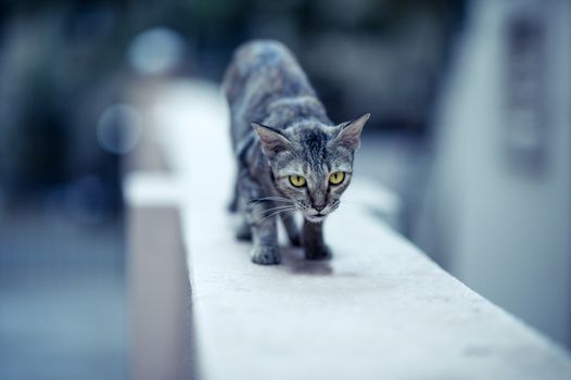 A stray cat walking on a wall