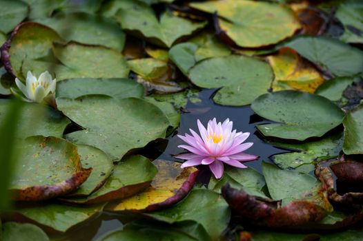 Beautiful Pink lily water plant with reflection in a pond