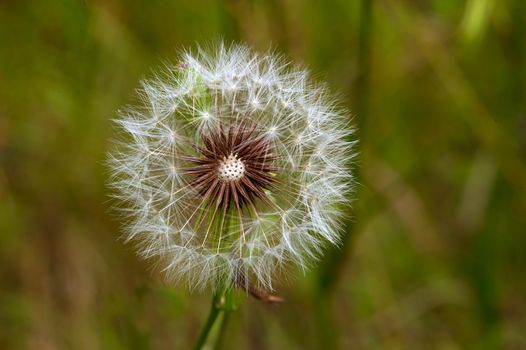 Dandelion on background green grass close up