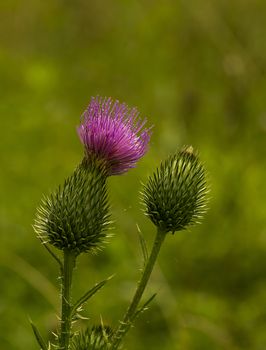 pink milk thistle flower in bloom in spring