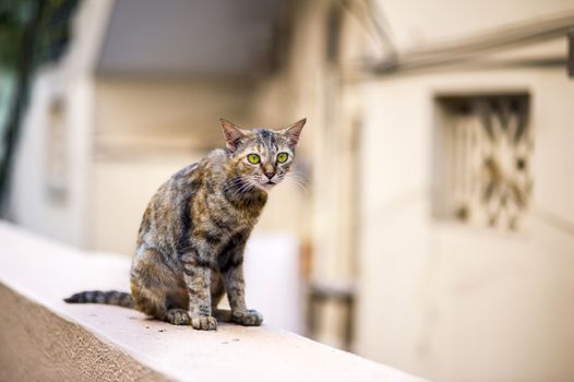 A stray cat walking on a wall