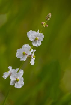 white flowers on a pond