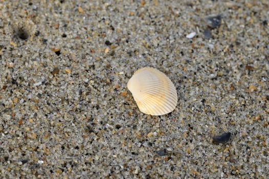 A beautiful shell on the beach sand