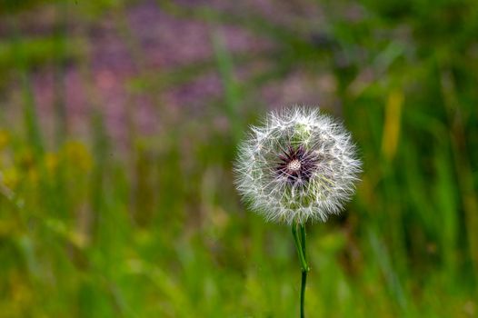 Dandelion on background green grass close up