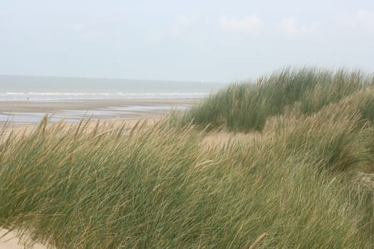 An dune,overgrown with beach grass, the ocean in the background 