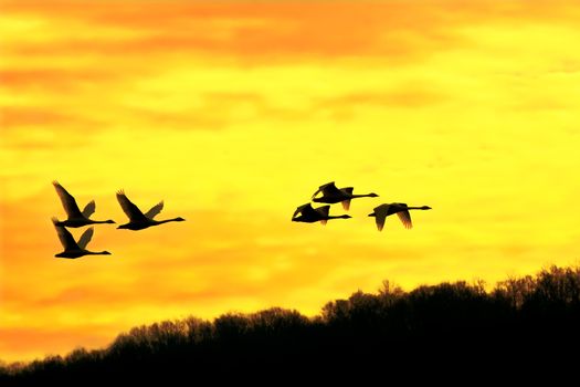 A flock of Tundra Swans take flight into a beautiful winter sunrise.