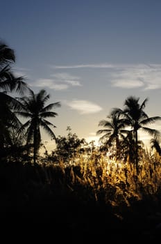 Tropical sunset with tree silhouette in countryside of Thailand