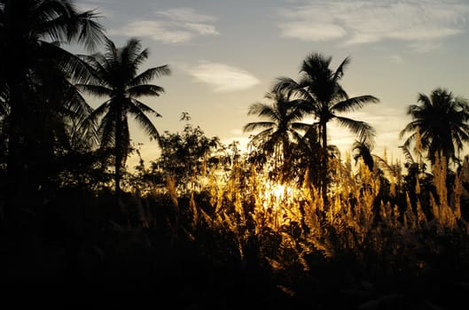 Tropical sunset with tree silhouette in countryside of Thailand