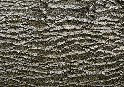background or texture abstract bark of deciduous tree