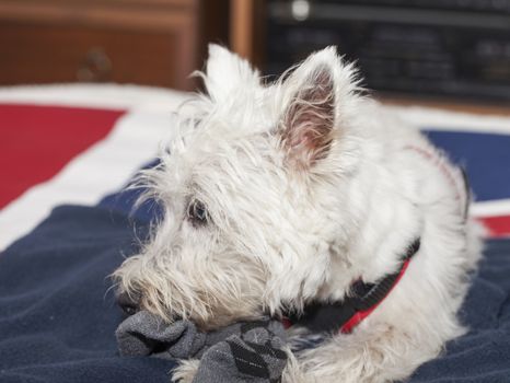 A West Highlands terrier chewing a sox