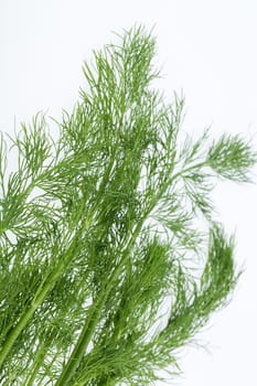 Green dill isolated on white background.