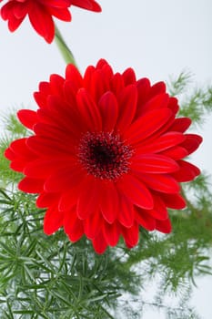  red gerbera daisy flower