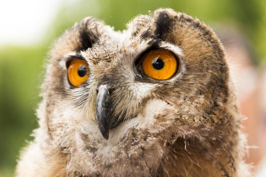 wildlife, owl portrait in the nature