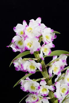 Dendrobium Orchid hybrids. Isolated on black