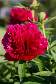 peonies, red flowers in the garden