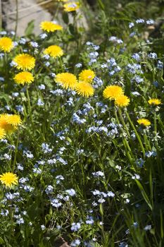 Close up of Dandelion Flowers