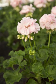 Close up of Geranium Flowers