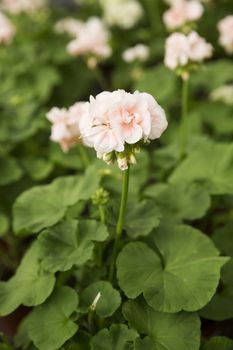 Close up of Geranium Flowers