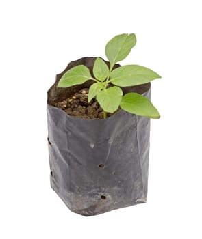 green Seedling in black plastic pot isolated on white background