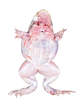 Frog bottom view with muscles isolated on white background