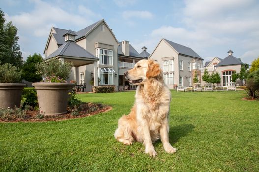 Golden Retriever at Home, sitting in the beautiful big garden of the big mansion house where she lives.