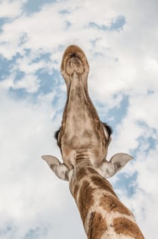 Close up photo of the neck and face of a giraffe, standing right above the viewer.