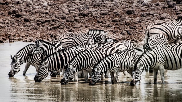 A herd of Zebras are drinking water at a waterhole in a very dry landscape.