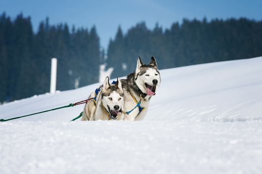 sportive dog team is running in the snow