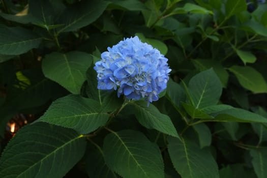 Blue hydrangea in full bloom in a bush in nature