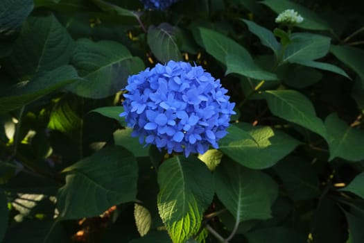 Blue hydrangea in full bloom in a bush in nature