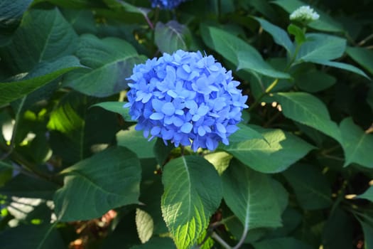 Blue hydrangea in full bloom in a bush in nature