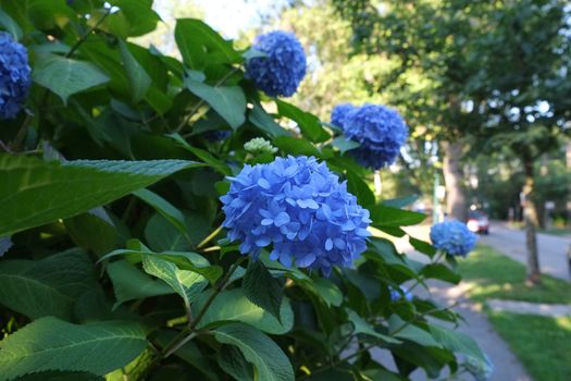 Blue hydrangea in full bloom in a bush in nature