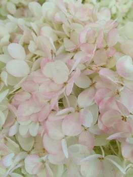 Closeup of white and pink hydrangeas 