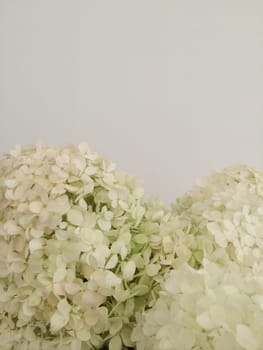 Bouquet of white hydrangeas closeup