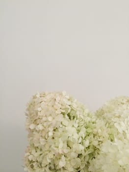 Bouquet of white hydrangeas closeup