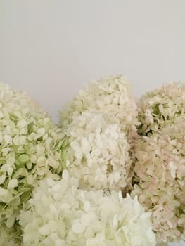Bouquet of white hydrangeas closeup