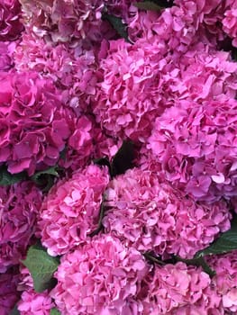 Bouquets of bright pink hydrangeas