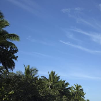 Palm trees and blue sky