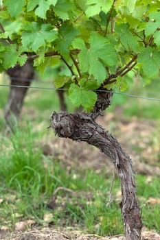 Old vines in the flowering season. Tuscany, Italy