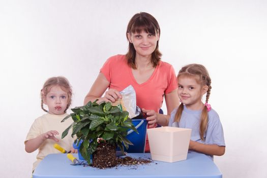 Mom and daughter five-year houseplant transplanted from one pot to another