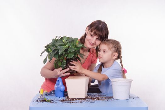 Mom and daughter five-year houseplant transplanted from one pot to another