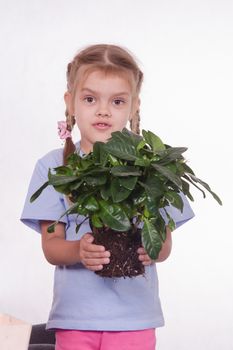 Mom and daughter five-year houseplant transplanted from one pot to another