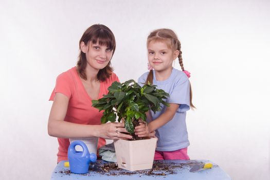 Mom and daughter five-year houseplant transplanted from one pot to another