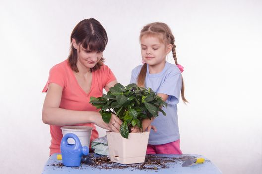 Mom and daughter five-year houseplant transplanted from one pot to another