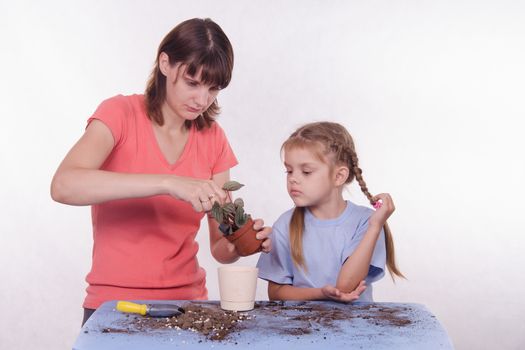 Mom and daughter flower transplanted from one pot to another